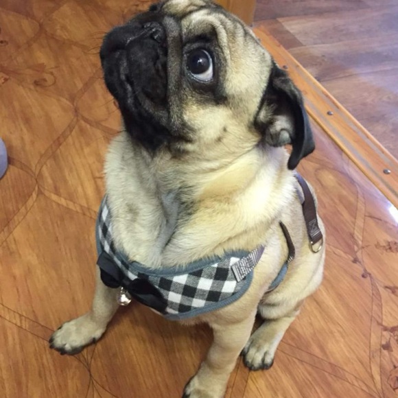 Small Dog & Cat Harness & Leash Set - No Pull Pet Harness -1 left - Picture 5 of 7